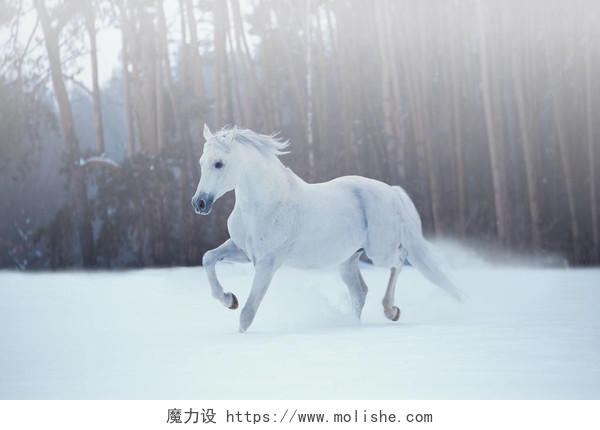 在黑暗的森林背景上的雪上运行的白马